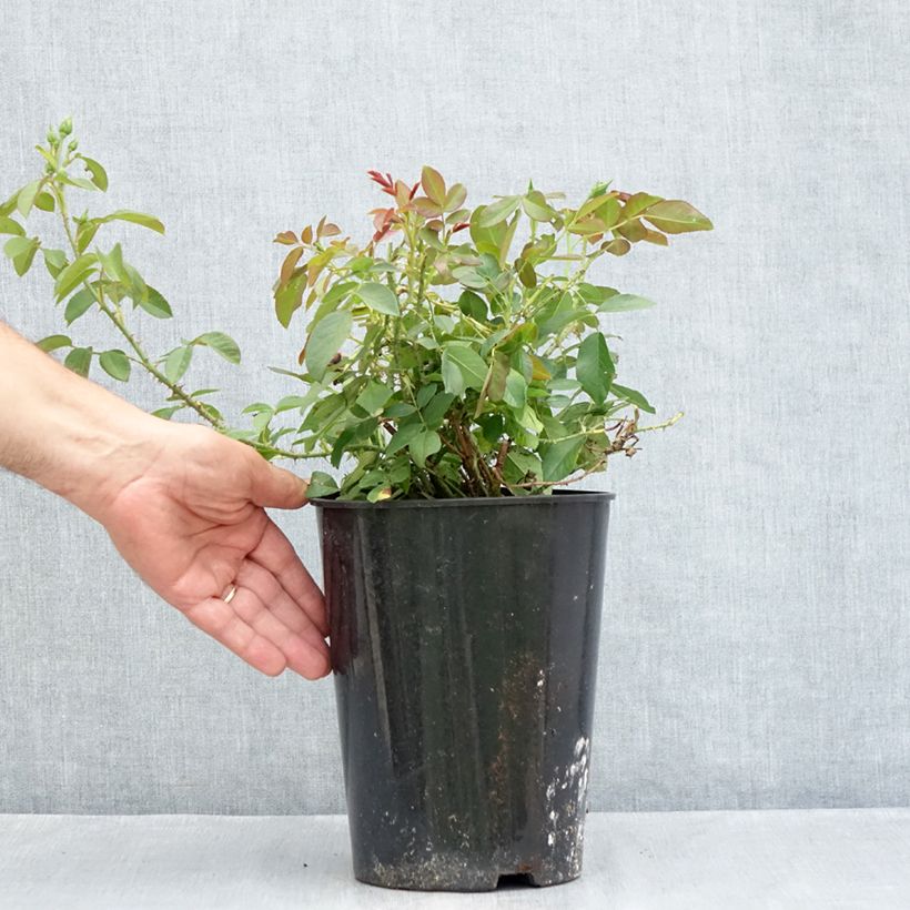 Exemplaar van Rosa Harlow Carr - David Austinroos Pot van 4 l/5 l zoals geleverd in de zomer