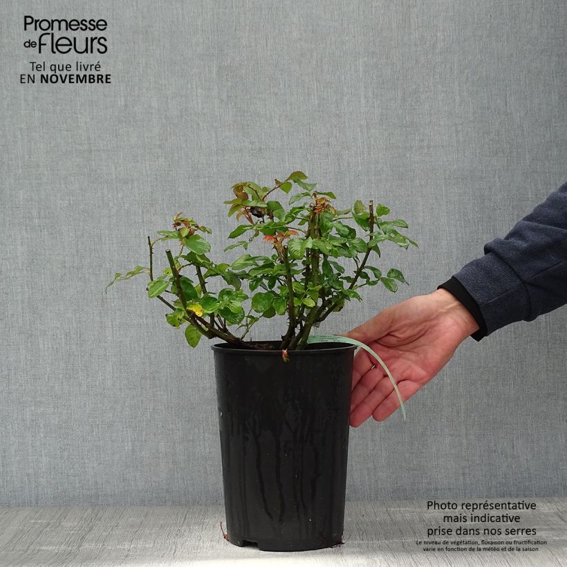 Exemplaar van Rosa Imogen - David Austinroos Pot van 4 l/5 l zoals geleverd in de herfst