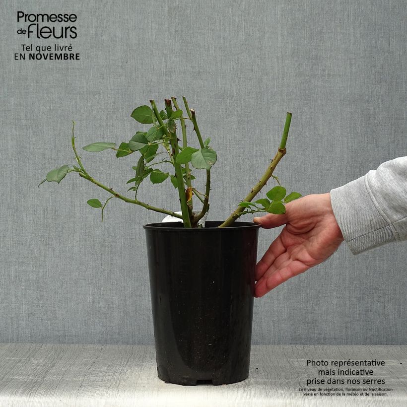 Exemplaar van Rosa James Galway - David Austinroos Pot van 4 l/5 l zoals geleverd in de herfst