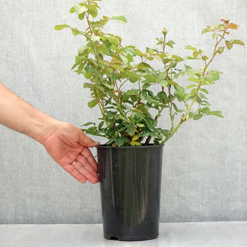 Exemplaar van Rosa James Galway - David Austinroos Pot van 4 l/5 l zoals geleverd in de zomer