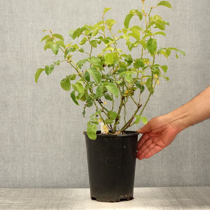 Exemplaar van Rosa James L. Austin - David Austinroos Pot van 3 l/4 l zoals geleverd in de zomer