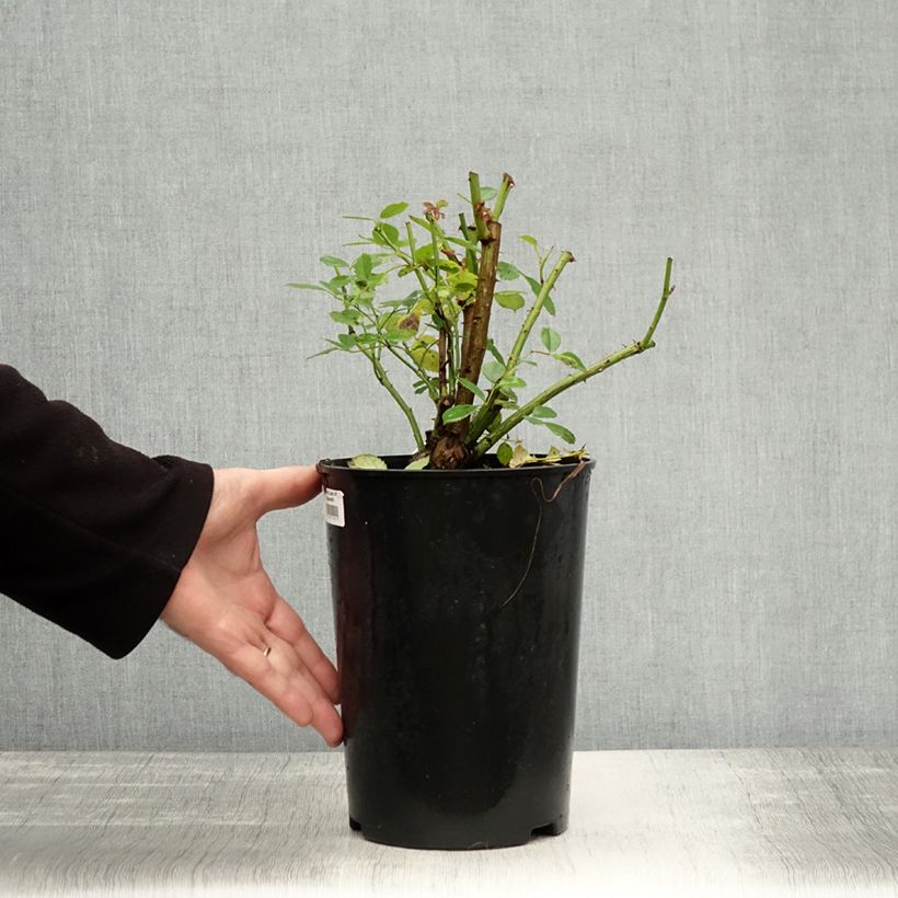 Exemplaar van Rosa Lady of Shalott - David Austinroos Pot van 4 l/5 l zoals geleverd in de herfst