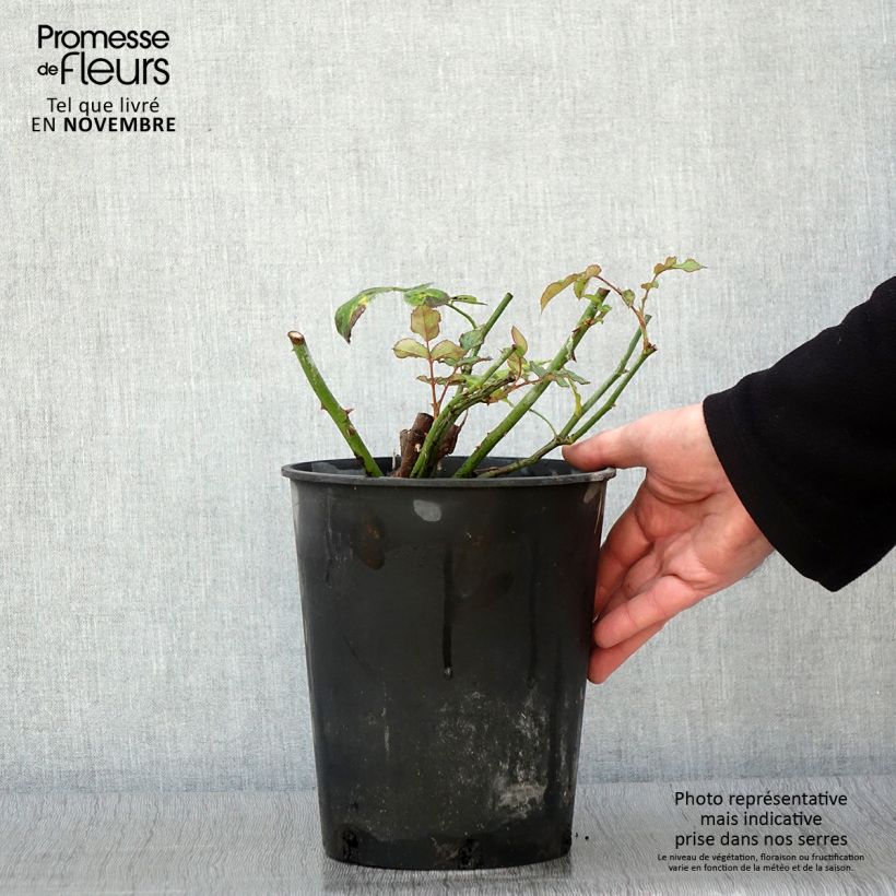 Exemplaar van Rosa Lichfield Angel - David Austinroos Pot van 4 l/5 l zoals geleverd in de herfst