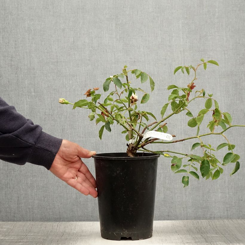 Exemplaar van Rosa Lichfield Angel - David Austinroos Pot van 4 l/5 l zoals geleverd in de zomer