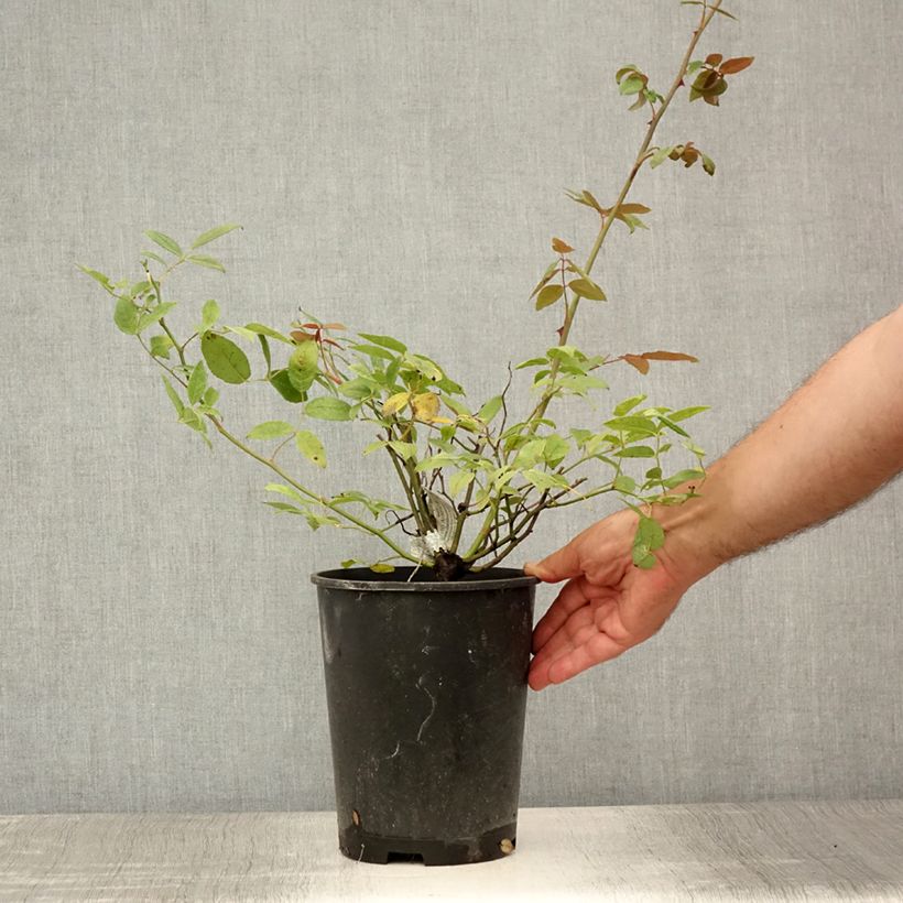 Exemplaar van Rosa Malvern Hills - David Austinroos Pot van 4 l/5 l zoals geleverd in de zomer