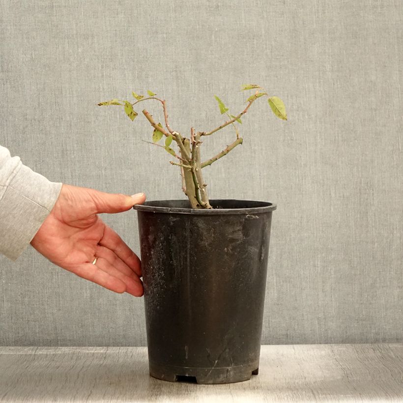 Exemplaar van Rosier David Austin Mary Rose Pot de 4L/5L zoals geleverd in de herfst