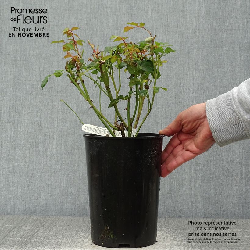 Exemplaar van Rosa Molineux - David Austinroos Pot van 4 l/5 l zoals geleverd in de herfst