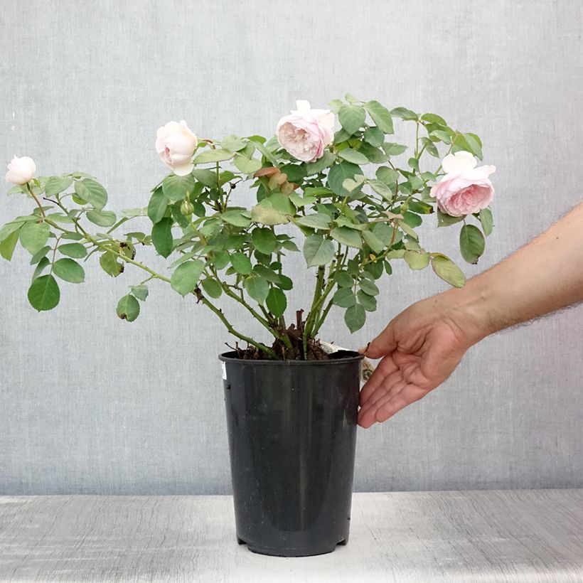 Exemplaar van Rosa Olivia Rose Austin - David Austinroos Pot van 4 l/5 l zoals geleverd in de zomer