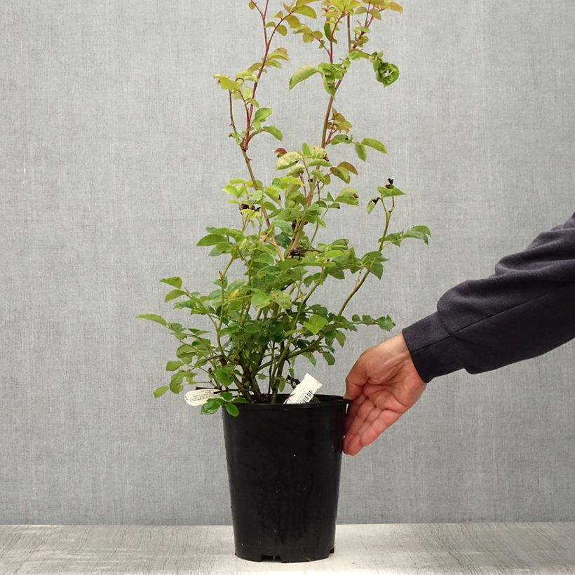 Exemplaar van Rosa Port Sunlight - David Austinroos Pot van 4 l/5 l zoals geleverd in de zomer