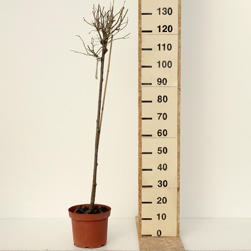 Exemplaar van Rosa Port Sunlight - David Austinroos Pot van 7,5 l/10 l, Stengel zoals geleverd in de winter