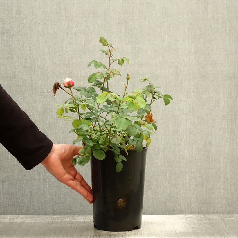 Exemplaar van Rosier David Austin Princess Alexandra of Kent  Pot de 4L/5L zoals geleverd in de herfst