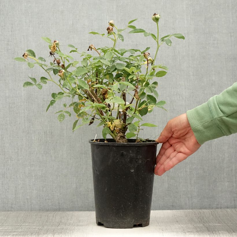 Exemplaar van Rosa Roald Dahl - David Austinroos Pot van 4 l/5 l zoals geleverd in de zomer