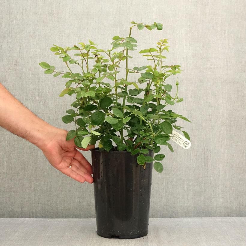 Exemplaar van Rosa Royal Jubilee - David Austinroos Pot van 4 l/5 l zoals geleverd in de zomer