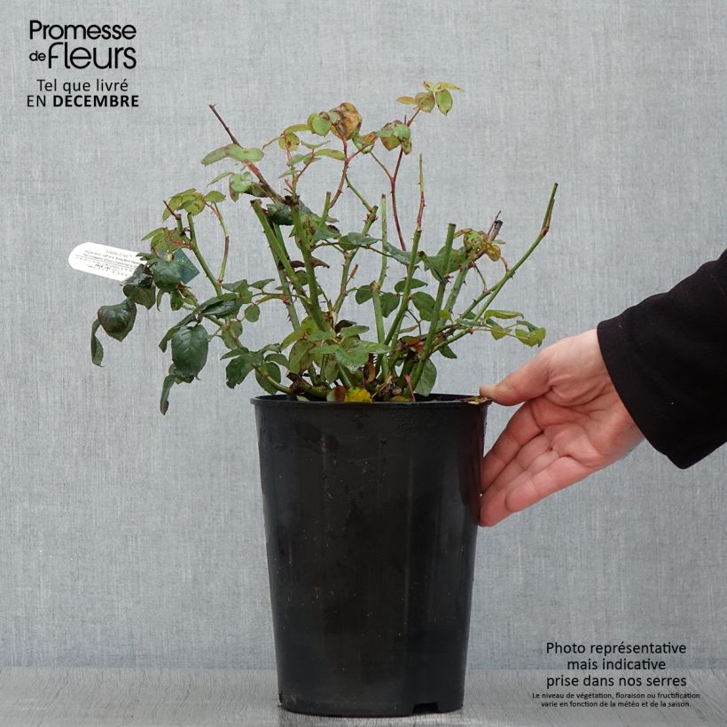 Exemplaar van Rosa Scepter'd Isle - David Austinroos Pot van 4 l/5 l zoals geleverd in de herfst