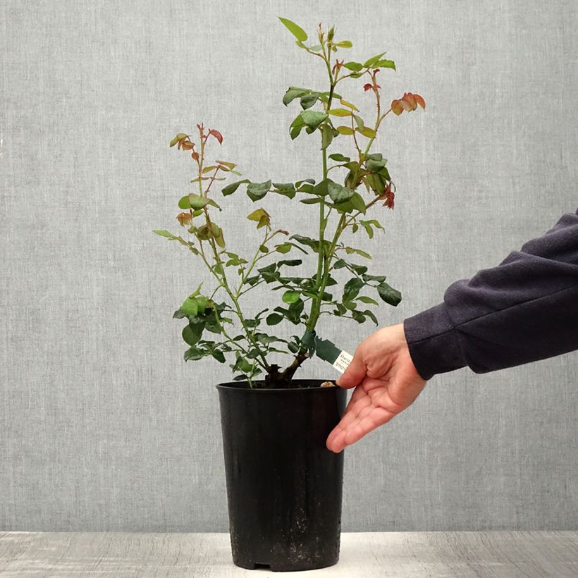 Exemplaar van Rosa Scepter'd Isle - David Austinroos Pot van 4 l/5 l zoals geleverd in de zomer