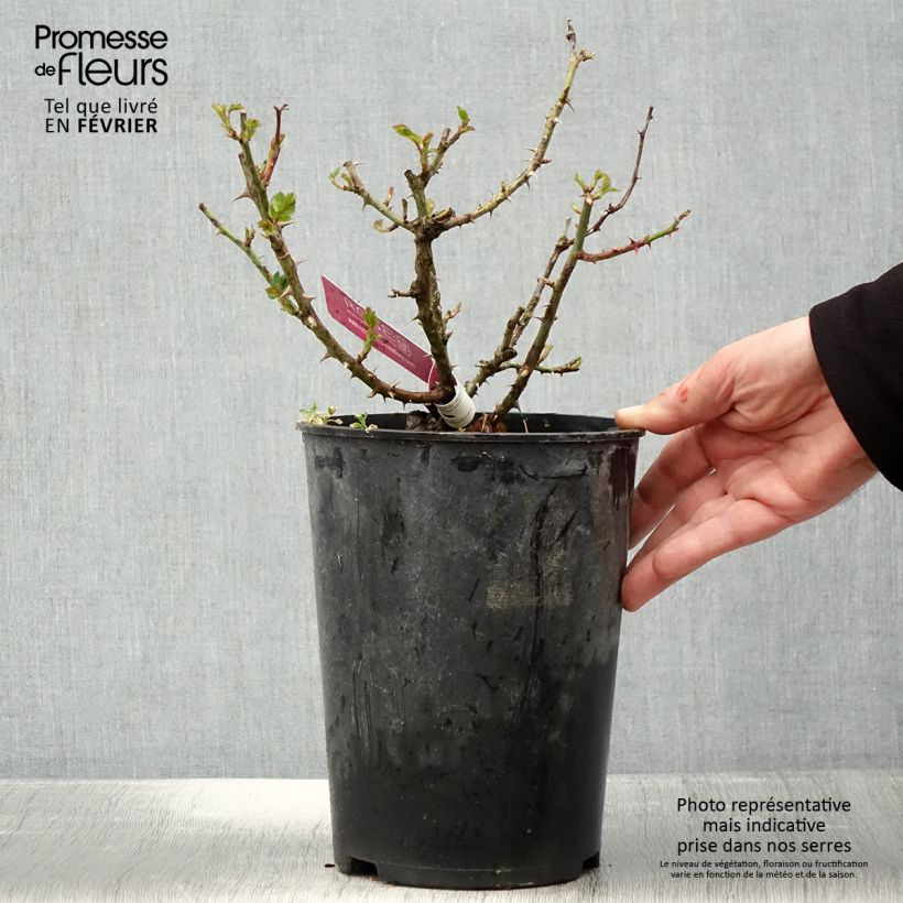 Exemplaar van Rosa Scepter'd Isle - David Austinroos Pot van 4 l/5 l zoals geleverd in de winter