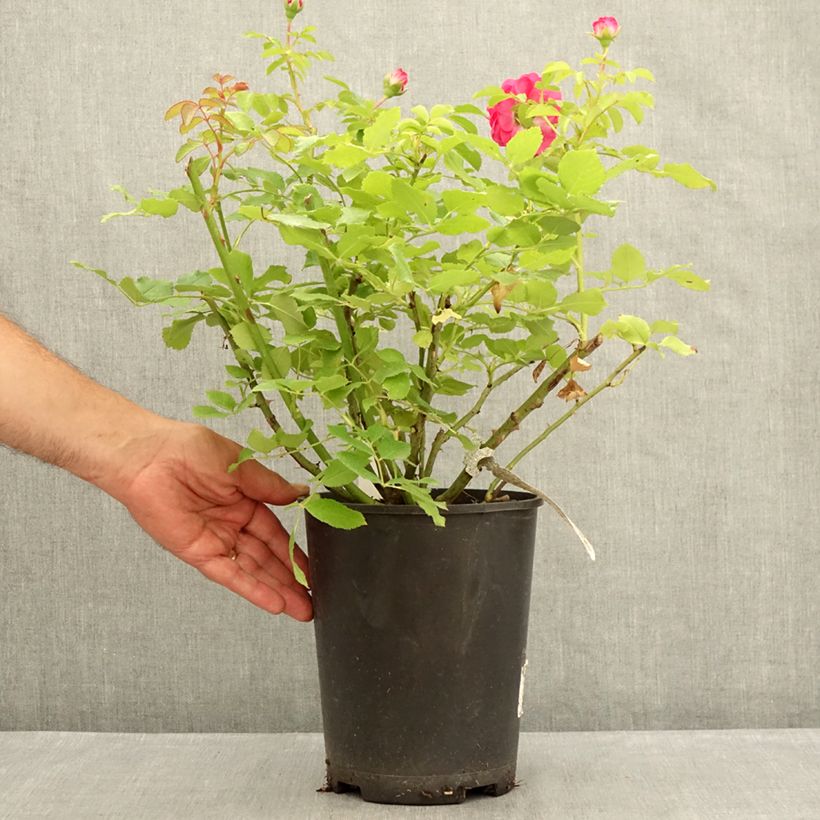 Exemplaar van Rosa Sir John Betjeman - David Austinroos Pot van 4 l/5 l zoals geleverd in de zomer