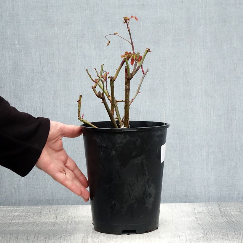 Exemplaar van Rosier David Austin Strawberry Hill Pot de 4L/5L zoals geleverd in de herfst