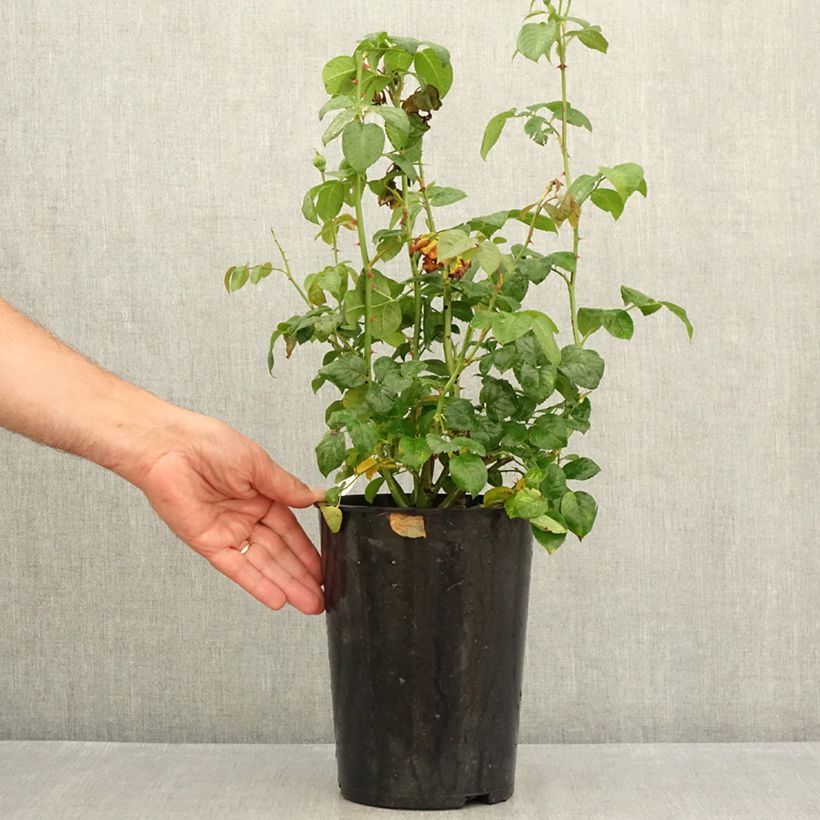 Exemplaar van Rosa Strawberry Hill - David Austinroos Pot van 4 l/5 l zoals geleverd in de zomer