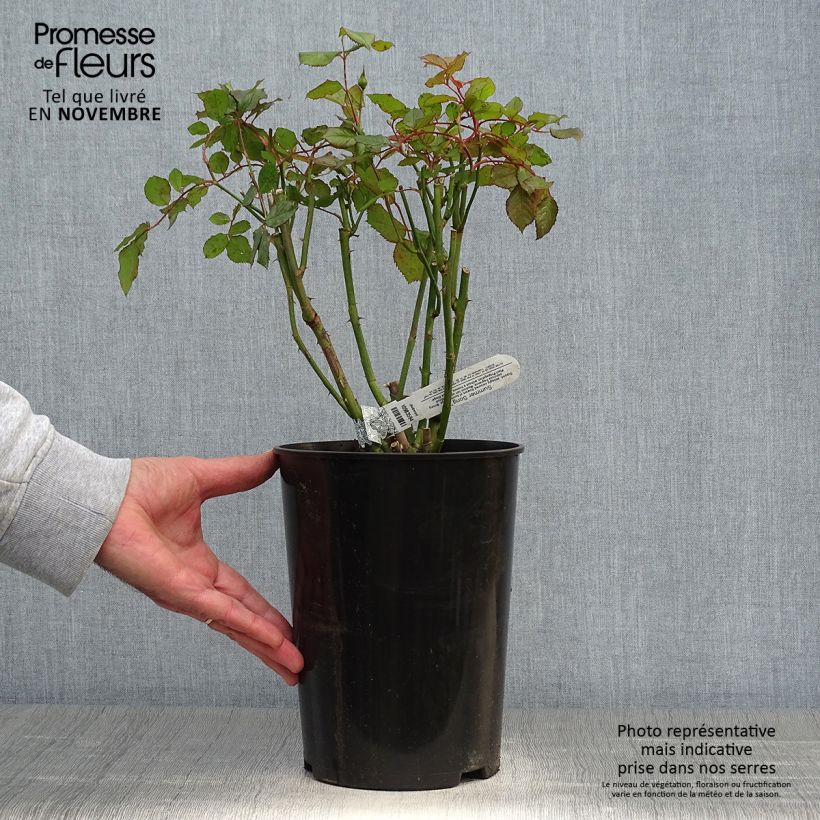 Exemplaar van Rosa Summer Song - David Austinroos Pot van 4 l/5 l zoals geleverd in de herfst