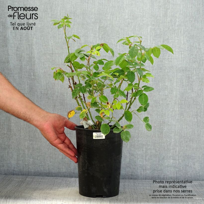 Exemplaar van Rosa Teasing Georgia - David Austinroos Pot van 4 l/5 l zoals geleverd in de zomer