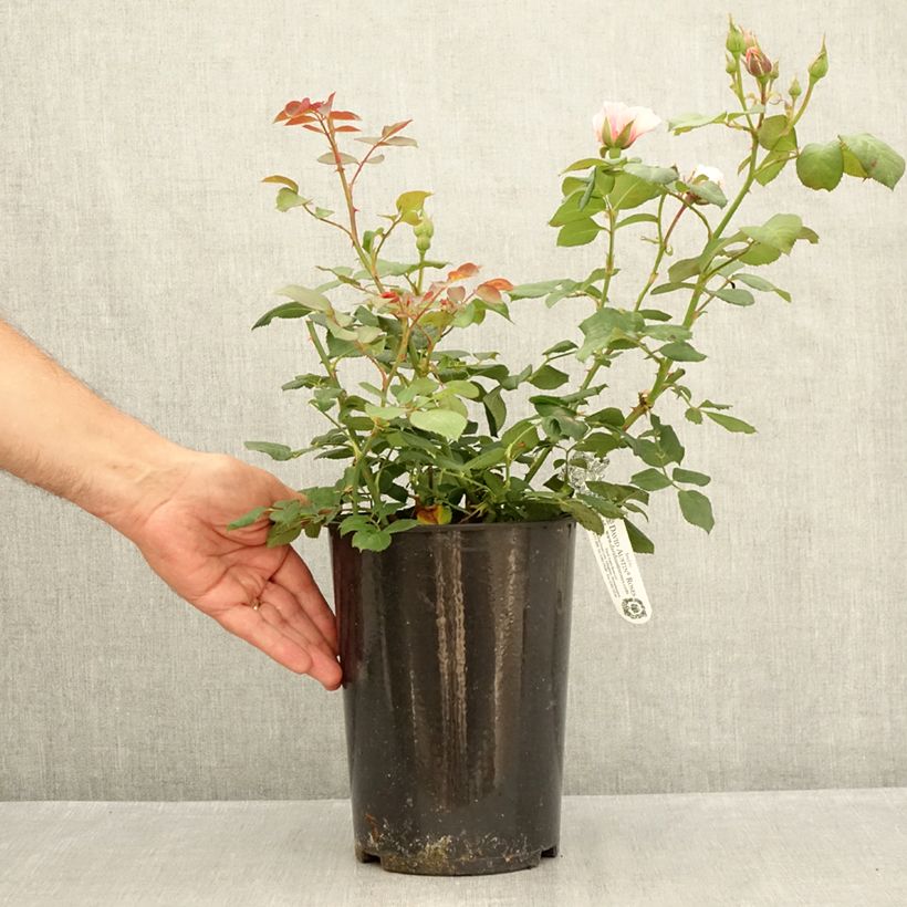 Exemplaar van Rosa The Ancient Mariner - David Austinroos Pot van 4 l/5 l zoals geleverd in de zomer