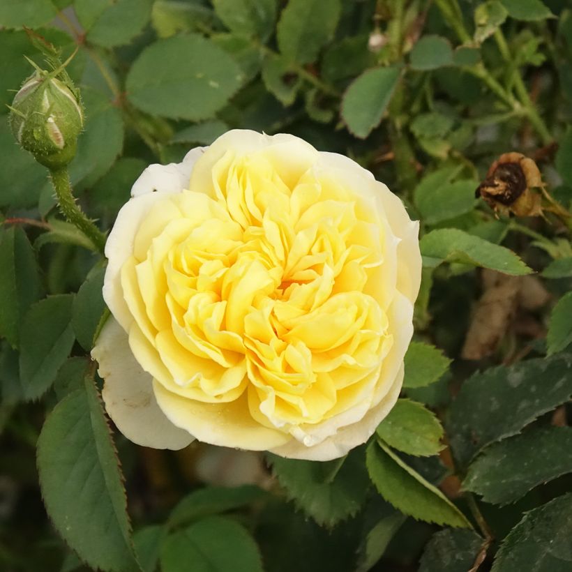 Rosa The Country Parson - David Austinroos (Bloei)