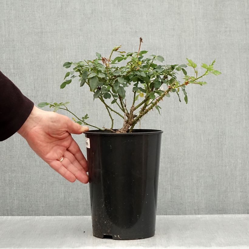 Exemplaar van Rosa The Country Parson - David Austinroos Pot van 4 l/5 l zoals geleverd in de herfst