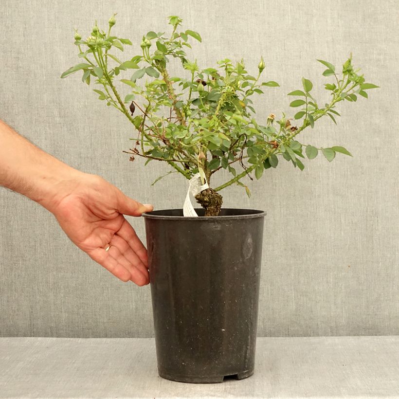 Exemplaar van Rosa The Country Parson - David Austinroos Pot van 4 l/5 l zoals geleverd in de zomer