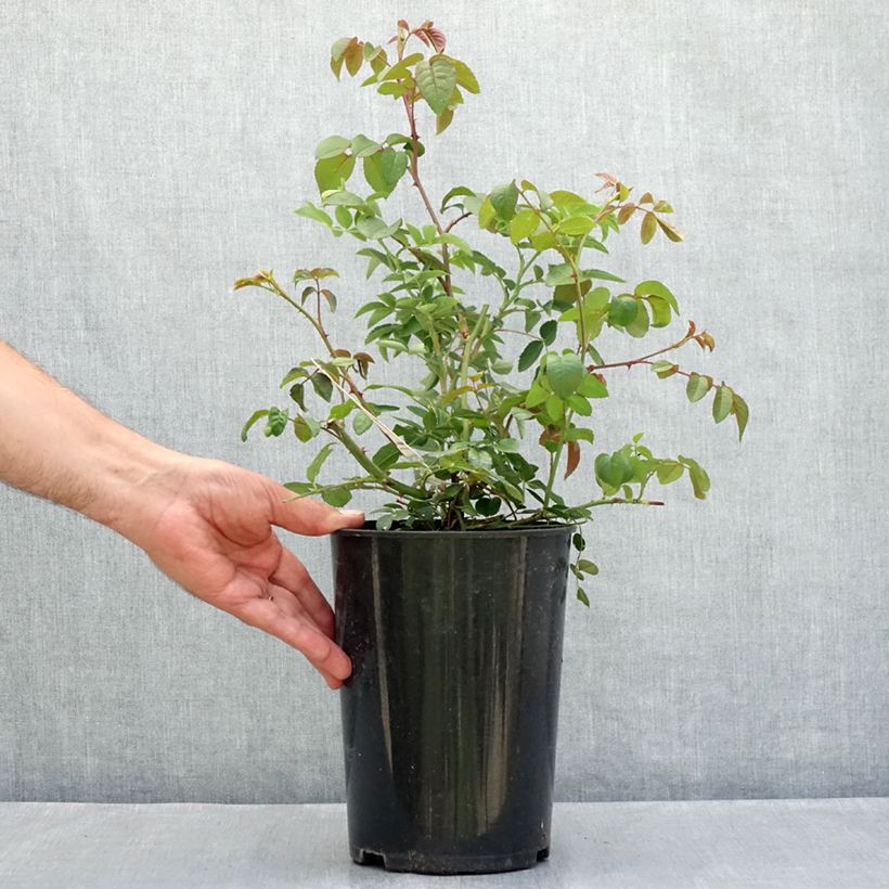 Exemplaar van Rosa The Lady of the Lake - David Austinroos Pot van 4 l/5 l zoals geleverd in de zomer