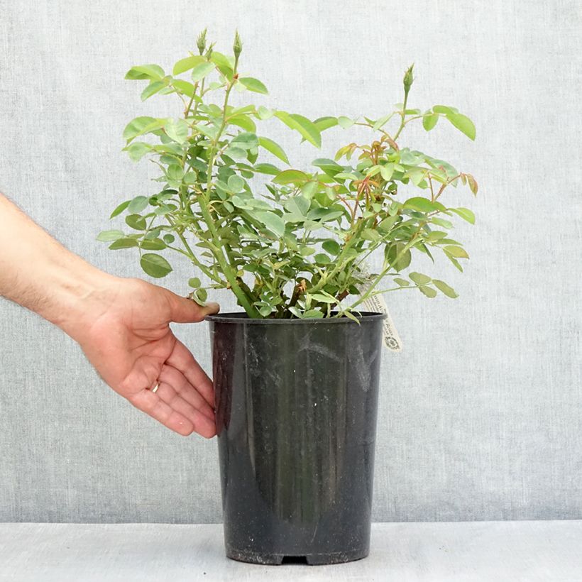 Exemplaar van Rosa The Lark Ascending - David Austinroos Pot van 4 l/5 l zoals geleverd in de zomer
