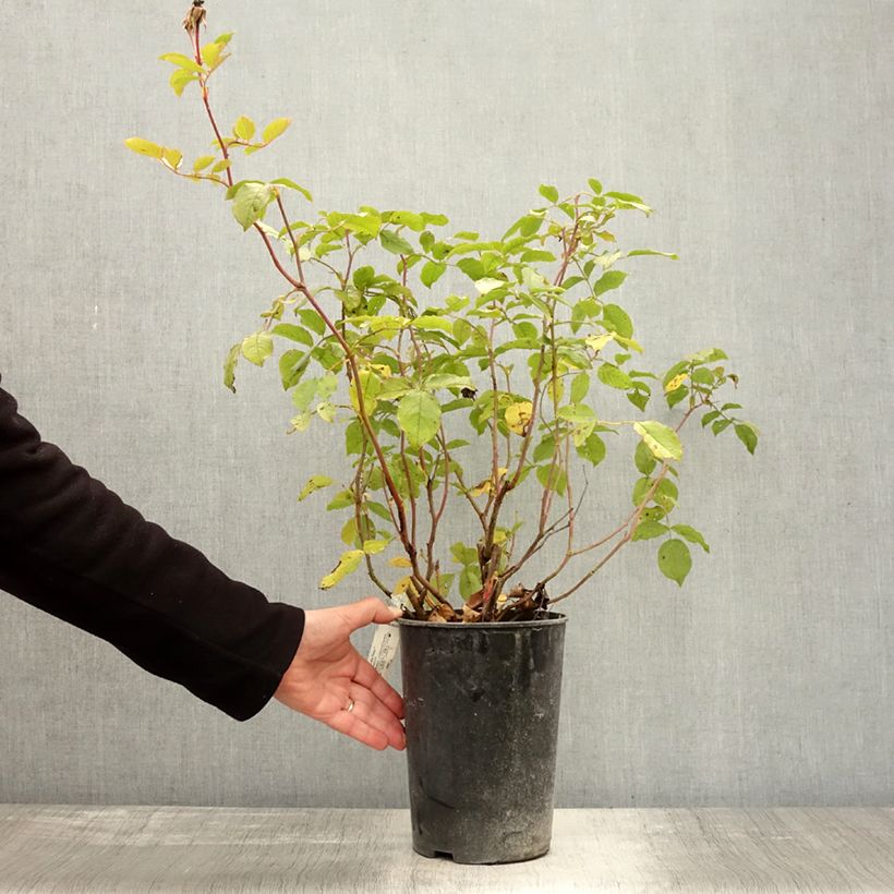 Exemplaar van Rosa The Mill on the Floss - David Austinroos Pot van 4 l/5 l zoals geleverd in de herfst