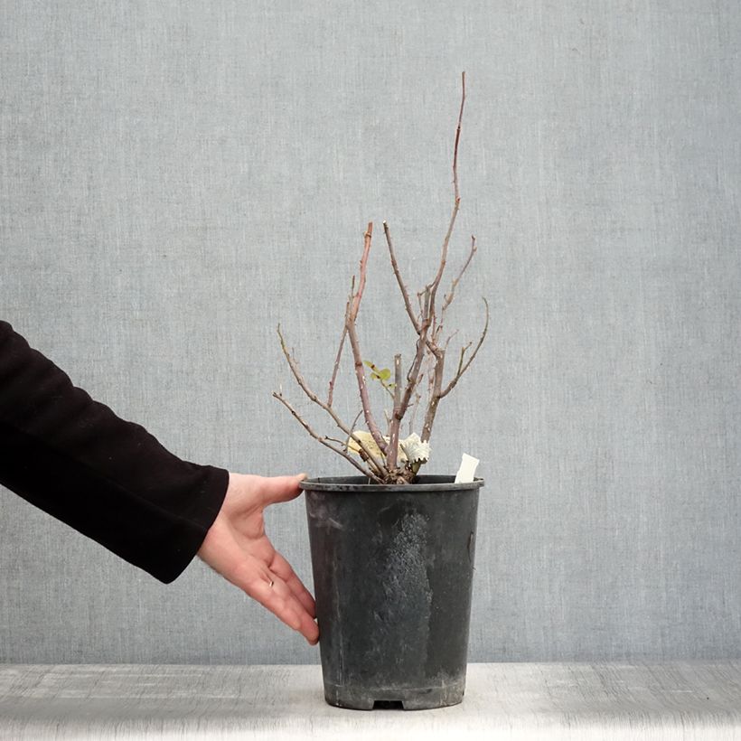 Exemplaar van Rosa The Mill on the Floss - David Austinroos Pot van 4 l/5 l zoals geleverd in de winter