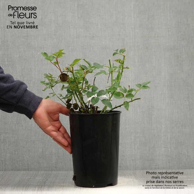 Exemplaar van Rosa The Pilgrim - David Austinroos Pot van 4 l/5 l zoals geleverd in de herfst