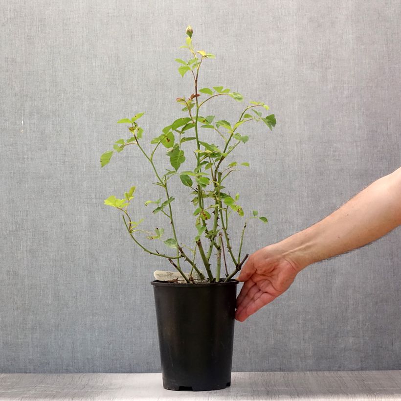 Exemplaar van Rosa The Pilgrim - David Austinroos Pot van 4 l/5 l zoals geleverd in de zomer