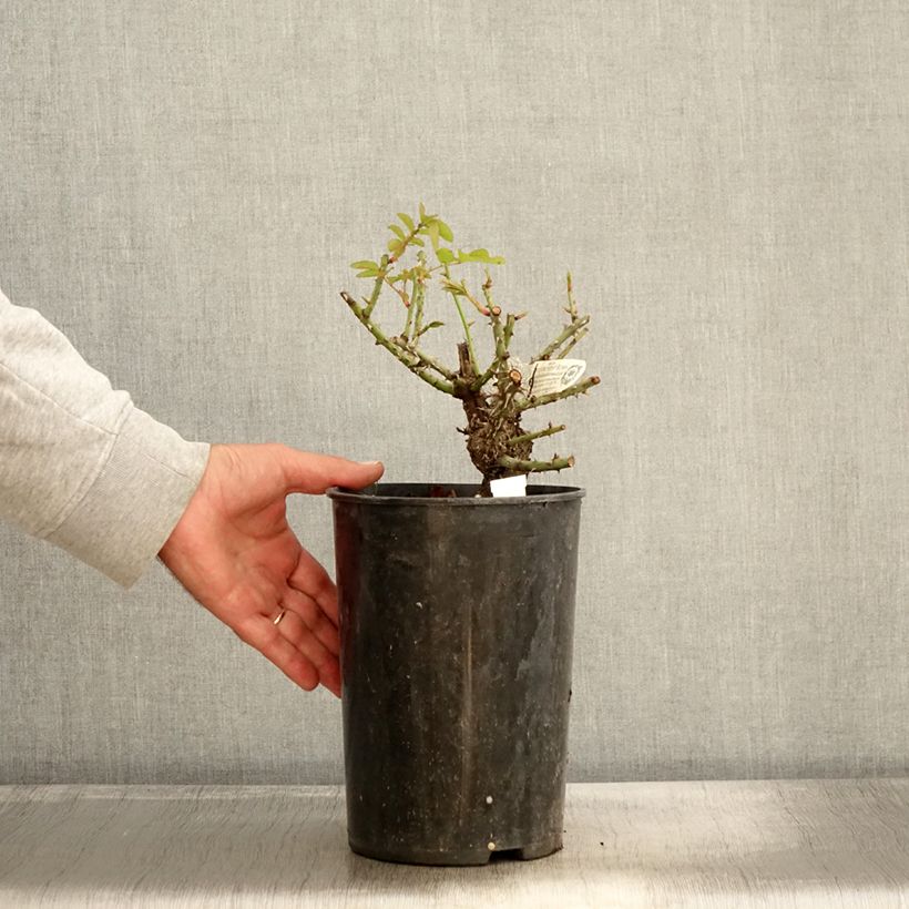 Exemplaar van Rosa Thomas à Becket - David Austinroos Pot van 4 l/5 l zoals geleverd in de herfst