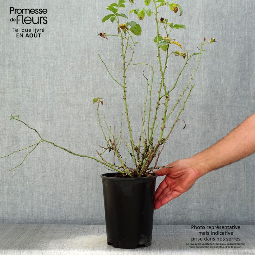 Exemplaar van Rosa Thomas à Becket - David Austinroos Pot van 4 l/5 l zoals geleverd in de zomer