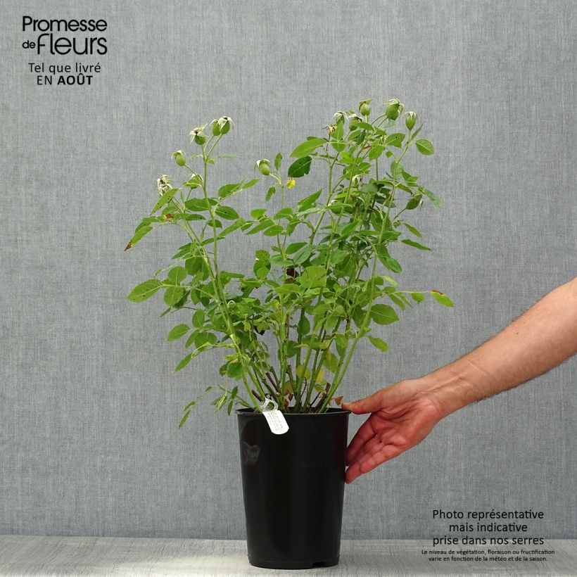 Exemplaar van Rosa Tottering-by-Gently - David Austinroos Pot van 4 l/5 l zoals geleverd in de zomer
