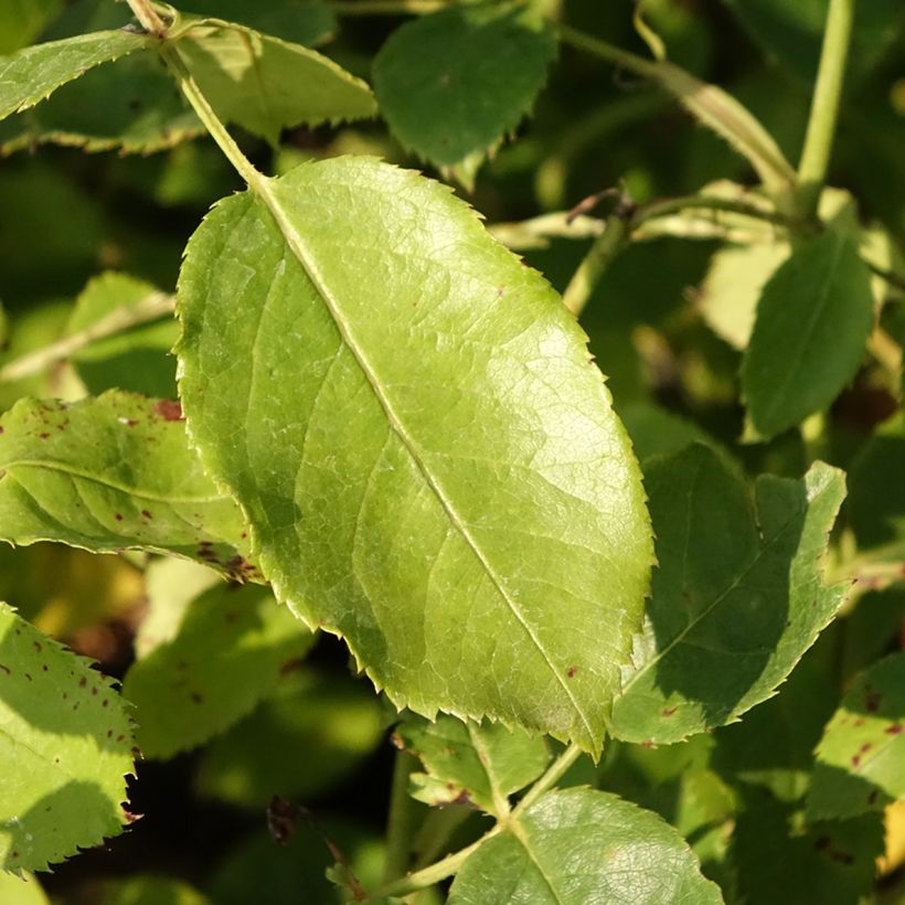 Rosa Tottering-by-Gently - David Austinroos (Blad)
