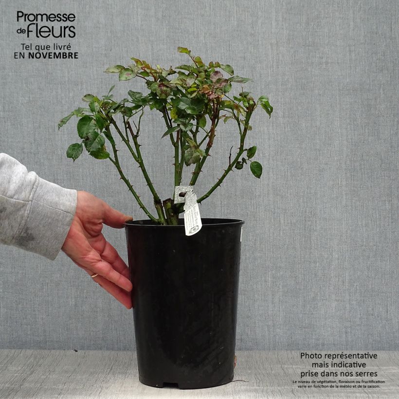 Exemplaar van Rosa Tranquillity - David Austinroos Pot van 4 l/5 l zoals geleverd in de herfst