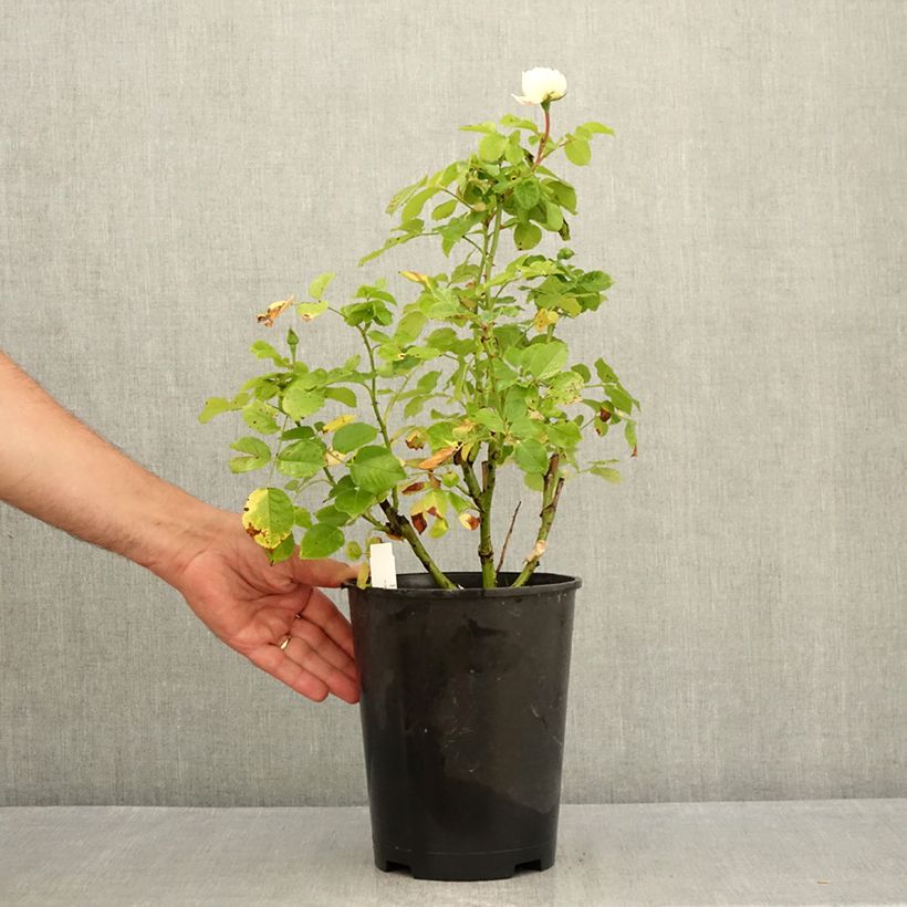 Exemplaar van Rosa Tranquillity - David Austinroos Pot van 4 l/5 l zoals geleverd in de zomer