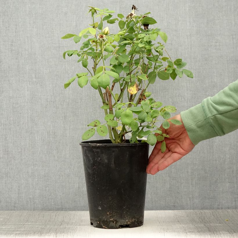 Exemplaar van Rosa Vanessa Bell - David Austinroos Pot van 4 l/5 l zoals geleverd in de zomer