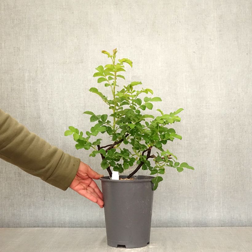 Exemplaar van Rosa Wild Edric - David Austinroos Pot van 4 l/5 l zoals geleverd in de lente