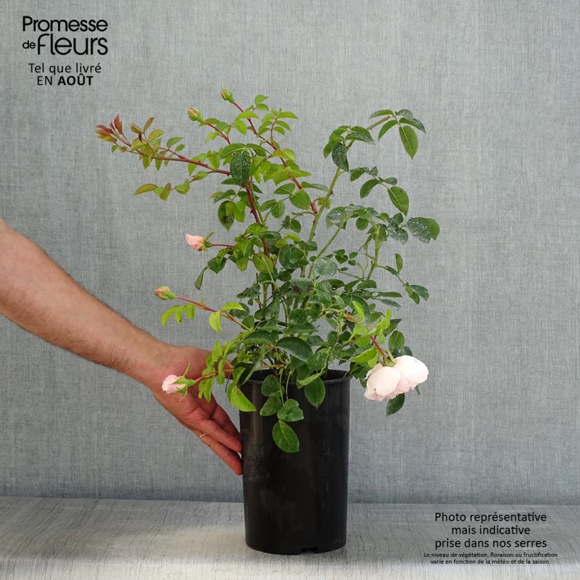 Exemplaar van Rosa Wildeve - David Austinroos Pot van 4 l/5 l zoals geleverd in de zomer