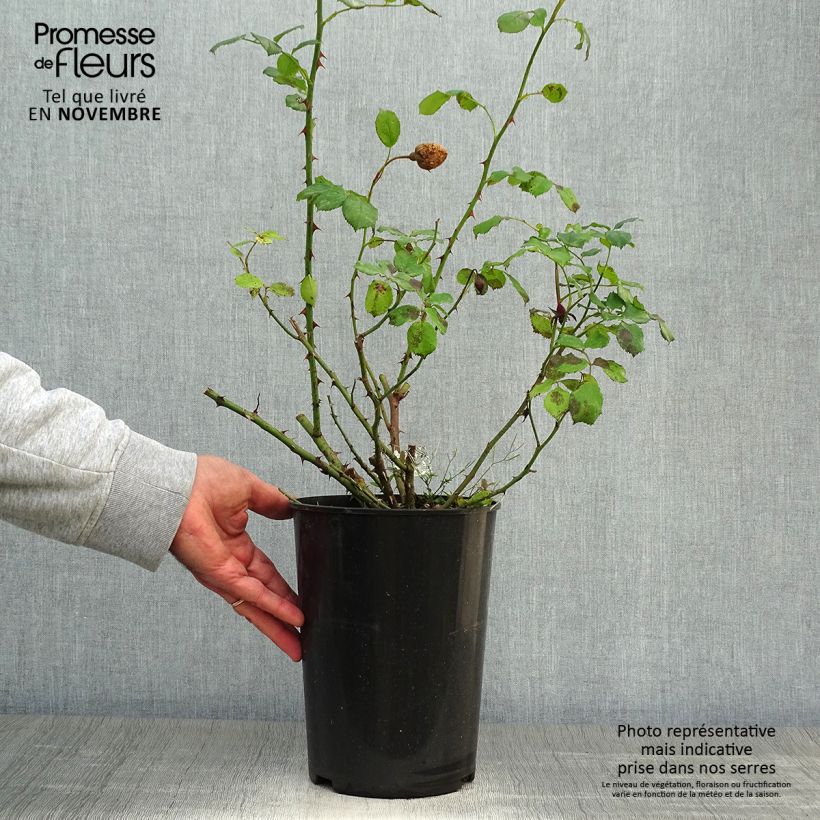 Exemplaar van Rosa William and Catherine - David Austinroos Pot van 4 l/5 l zoals geleverd in de herfst