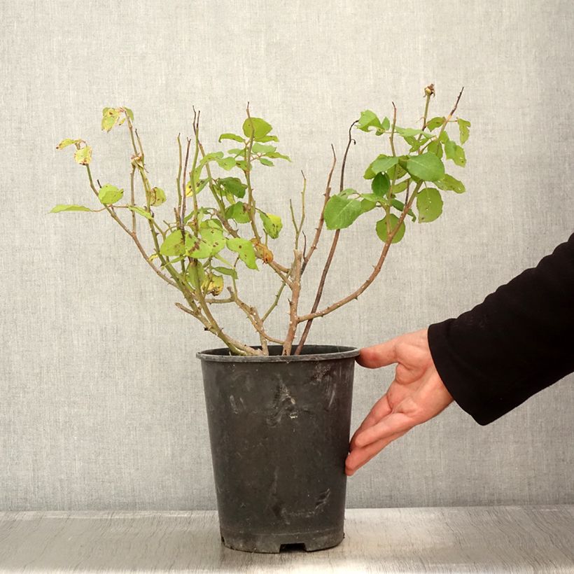Exemplaar van Rosa William Shakespeare 2000 - David Austinroos Pot van 4 l/5 l zoals geleverd in de herfst