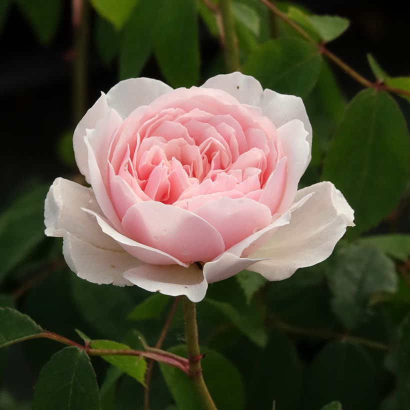 Rosa Wisley 2008 - David Austinroos (Bloei)