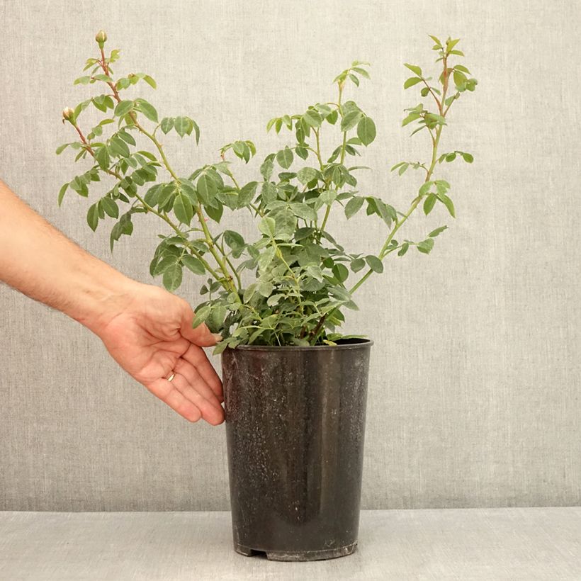 Exemplaar van Rosa Wisley 2008 - David Austinroos Pot van 4 l/5 l zoals geleverd in de zomer