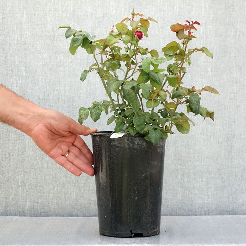 Exemplaar van Rosa Young Lycidas - David Austinroos Pot van 4 l/5 l zoals geleverd in de zomer