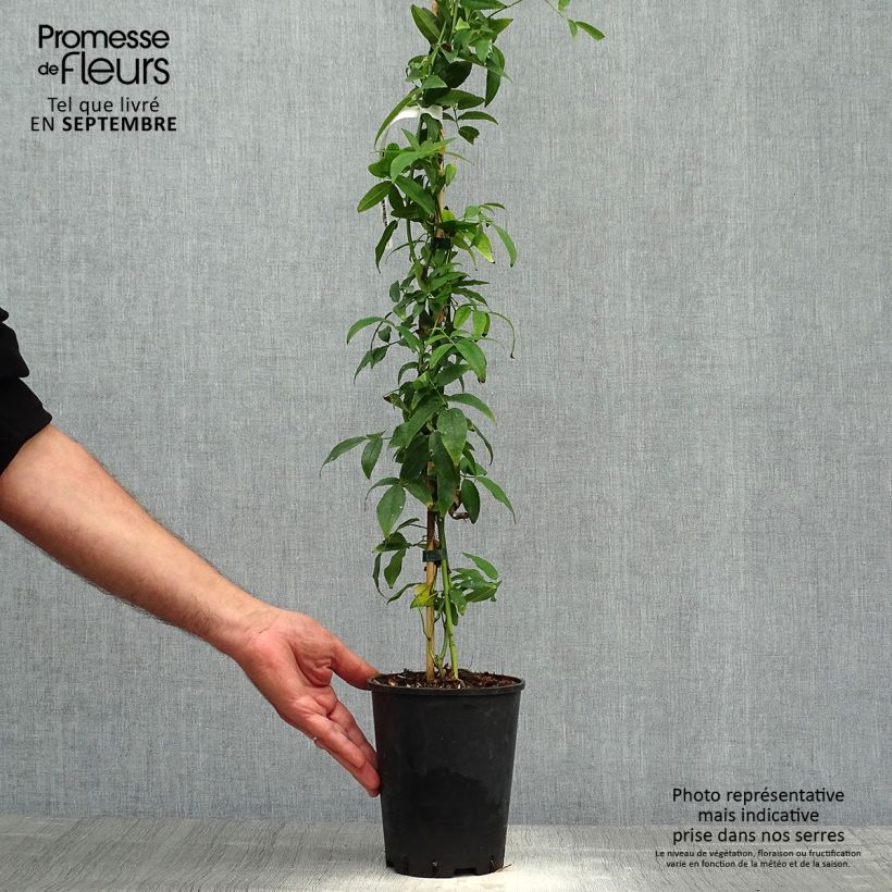 Exemplaar van Rosa banksiae Alba Plena - Banksia roos Pot van 2 l/3 l zoals geleverd in de herfst